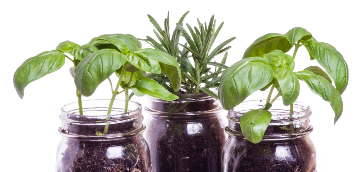 Mason Jar Herb Garden