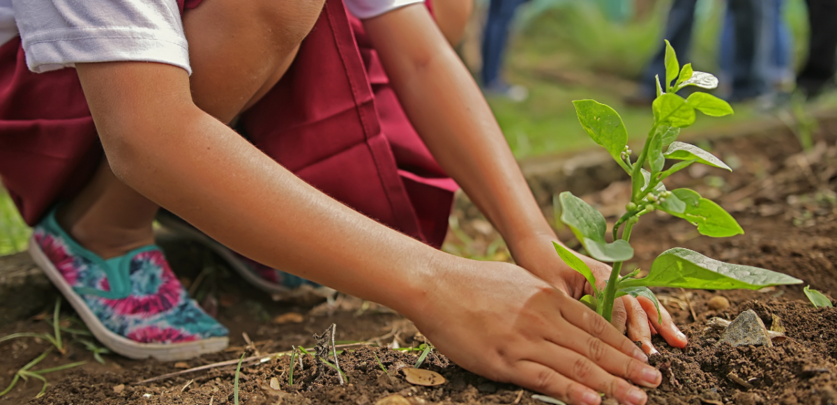 Person planting a tree