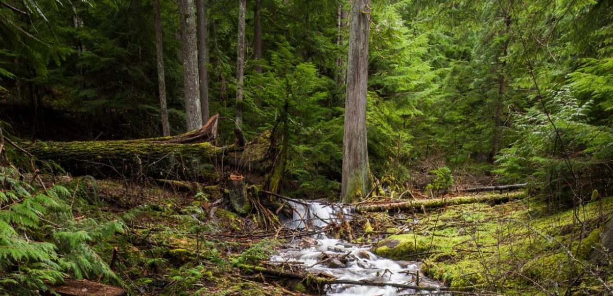 A forest stream near Haydeb