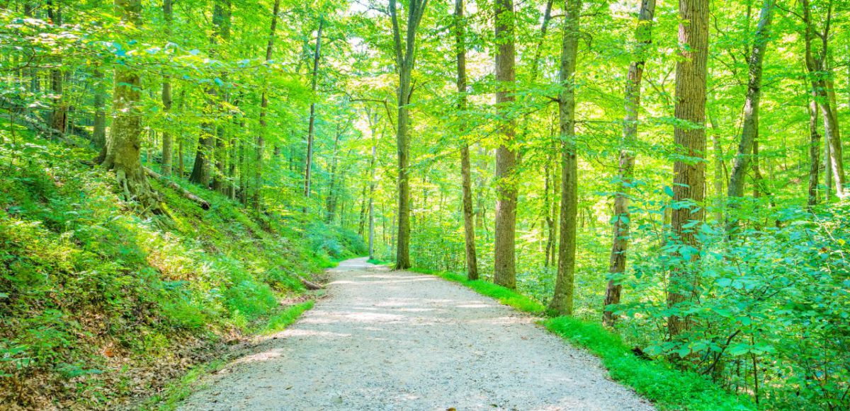 Forests near Mammoth Caves